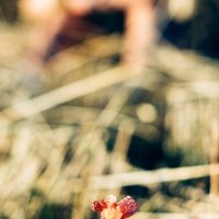 Rode bloem met Lindi out of focus in de achtergrond